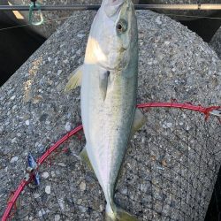 ギリ？、ハマチ