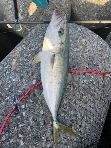 ギリ？、ハマチ