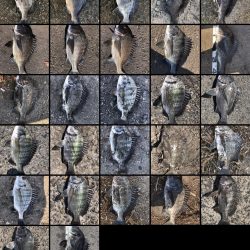 イチノ兄弟、釣果！