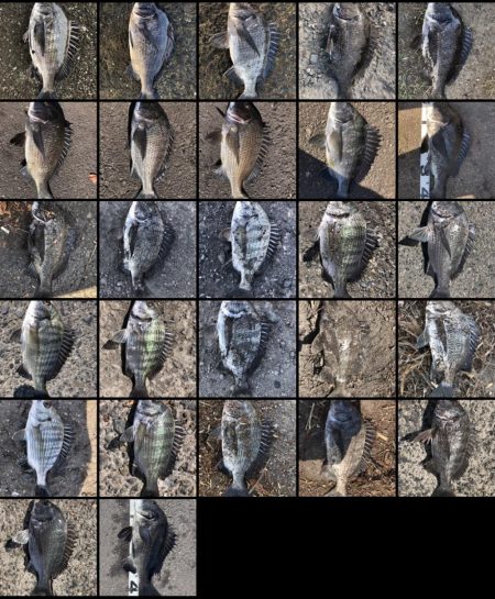 イチノ兄弟、釣果！