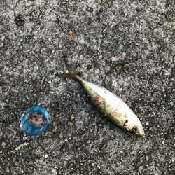 サビキしか勝たん