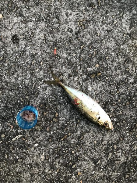 サビキしか勝たん