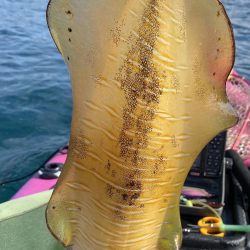 やっとティップランで！