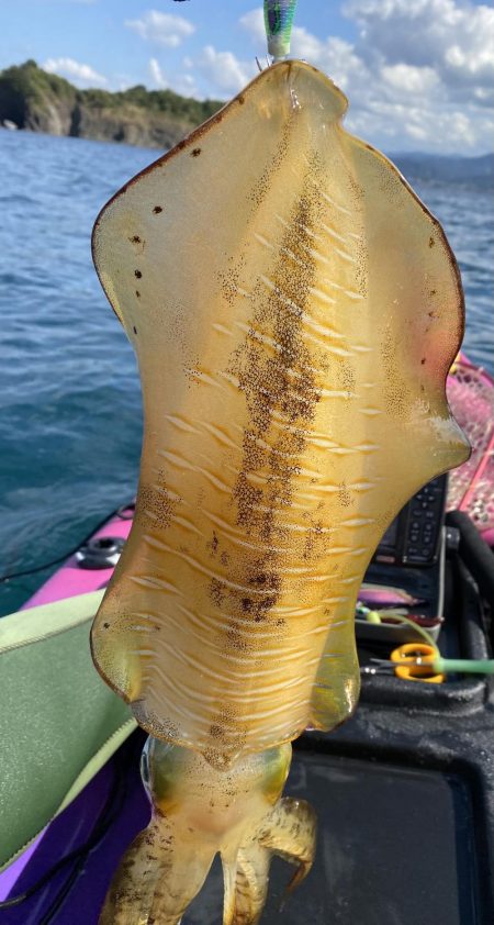 やっとティップランで！