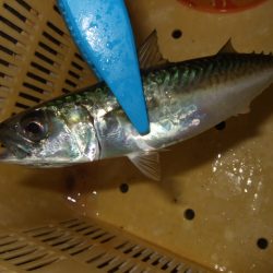 試しに行ってみたら