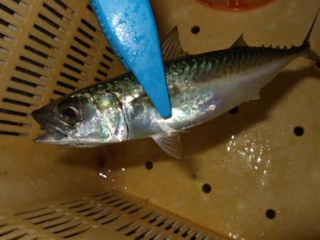 試しに行ってみたら