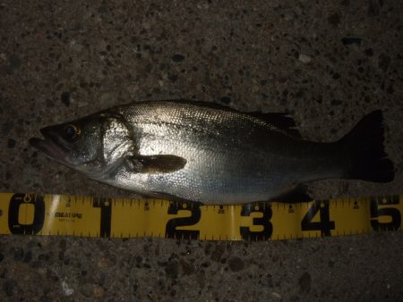 強風と寒さに耐えて