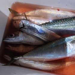 大サバまだまだ爆釣