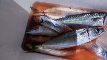 大サバまだまだ爆釣