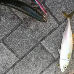 太刀魚何処いった？