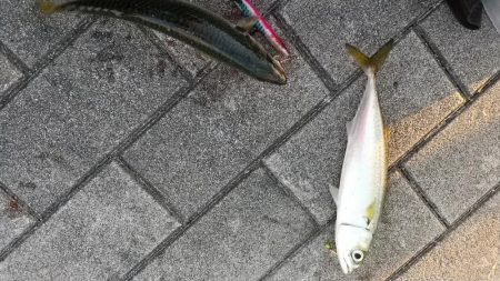 太刀魚何処いった？