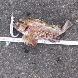 ライトワインドでガシラゲーム