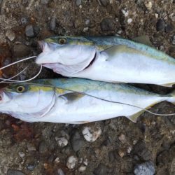 マゴチとツバス