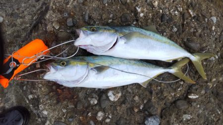 マゴチとツバス