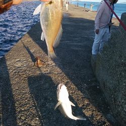 強風の播磨新島釣行