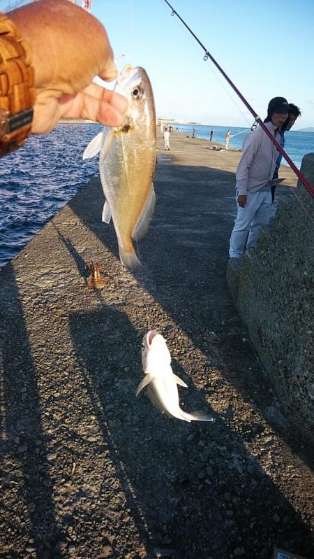 強風の播磨新島釣行