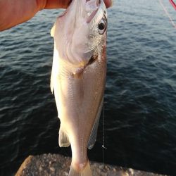 キスのアタリが消えた播磨新島