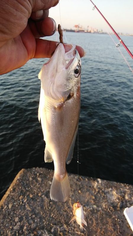 キスのアタリが消えた播磨新島