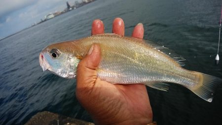 朝の時合いに釣行出来ました