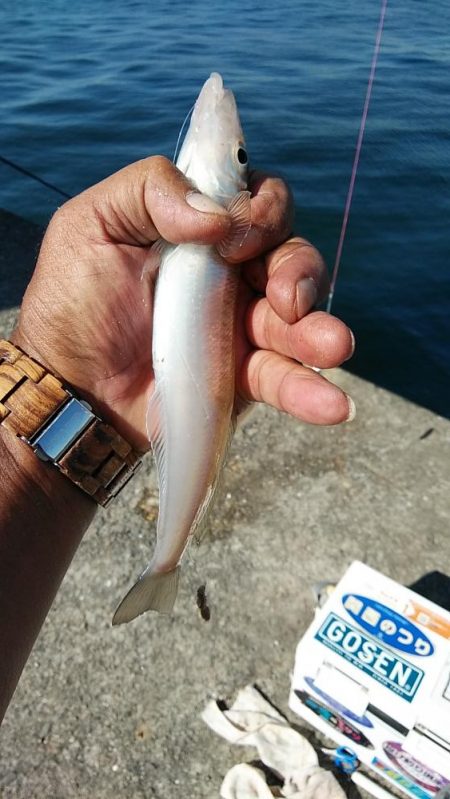 良型キスが釣れ始めました