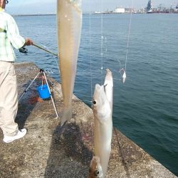 良型キスのアタリを楽しめました