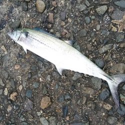 強風の播磨新島釣行