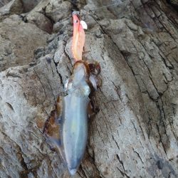 本命　ヒラマサは撃沈