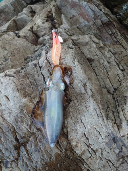 本命　ヒラマサは撃沈