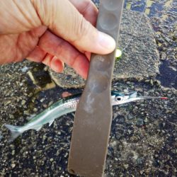 久しぶりのサヨリ釣り