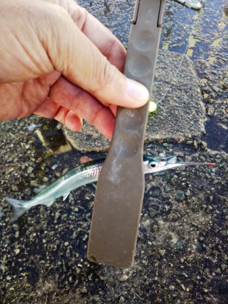 久しぶりのサヨリ釣り