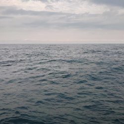 やっぱり青物は厳しい！