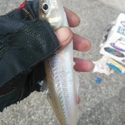 淡路の漁港４か所調査