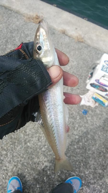 淡路の漁港４か所調査