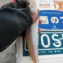 投げ「引き釣り」