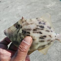 強風の東二見釣行