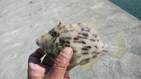 強風の東二見釣行