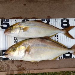 いい感じのシオ