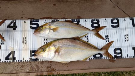 いい感じのシオ