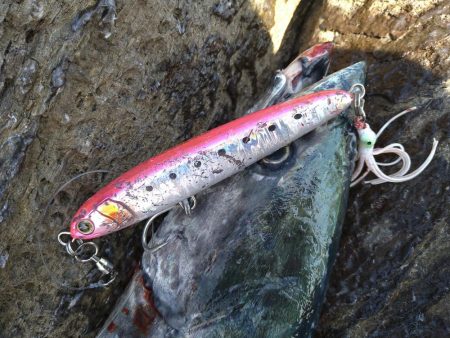 サバ読んで80センチ