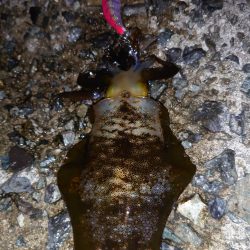 アオリイカ好調です