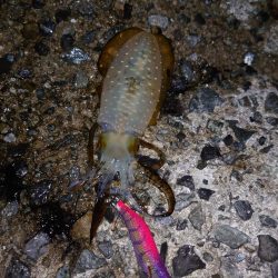 アオリイカ、厳しめに
