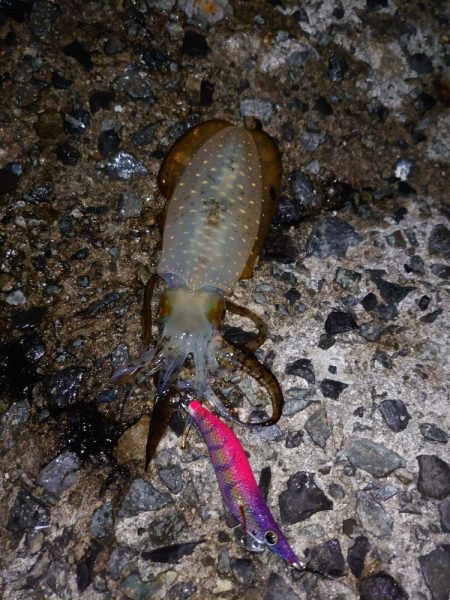 アオリイカ、厳しめに