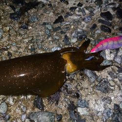 雨降る前にイカ狙い