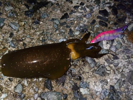 雨降る前にイカ狙い