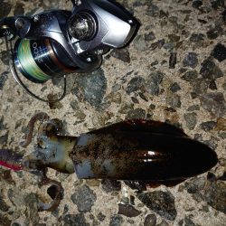 数は出てもサイズは出ず