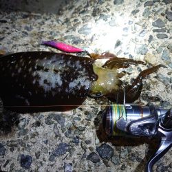 今シーズン最高のアオリイカエギング