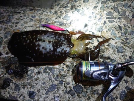 今シーズン最高のアオリイカエギング
