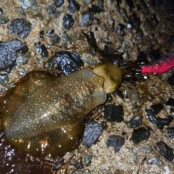 この時期にこのサイズ…？