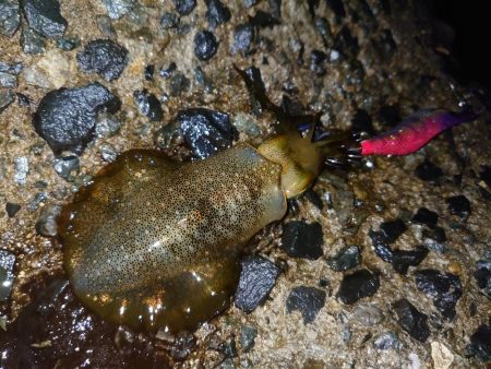 この時期にこのサイズ…？