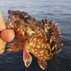 ガシラ14  サバ1